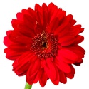 Гербера червона