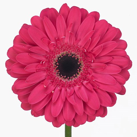 Гербера фуксія