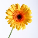 Гербера жовта