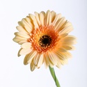 Гербера персикова
