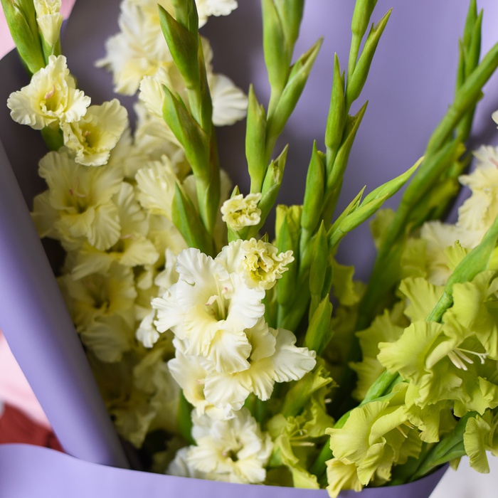 Гладіолус білий