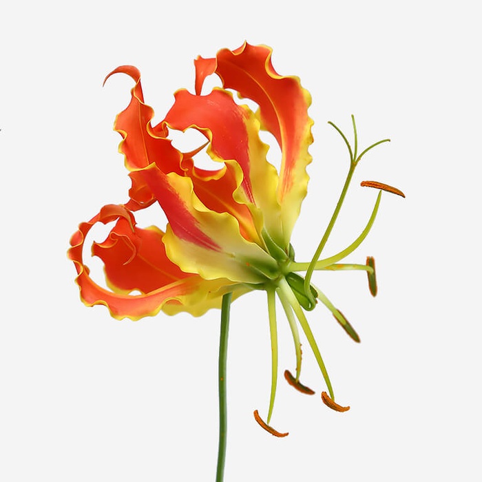 Глориоза оранжевая