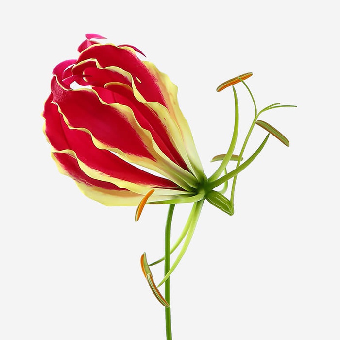 Глориоза красная