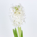 Гиацинт белый