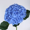 Гортензия синяя
