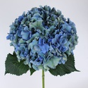 Гортензія біколор синя