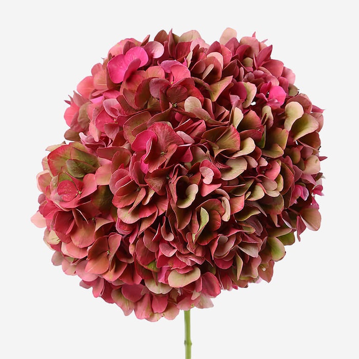 Гортензія біколор рожево-зелена