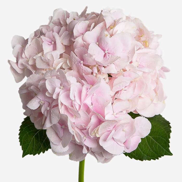 Гортензія рожева