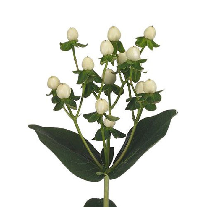 Гіперикум молочний