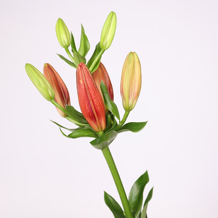 Лилия красная