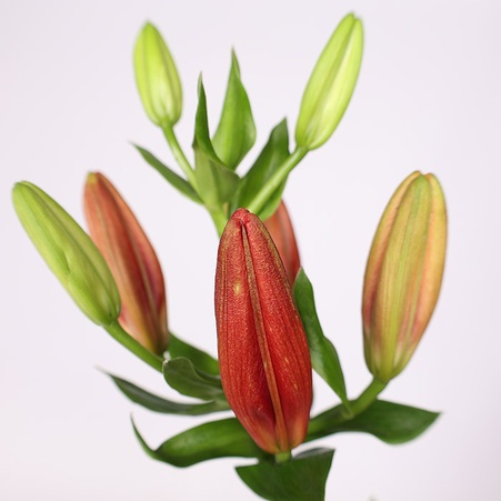 Лилия красная