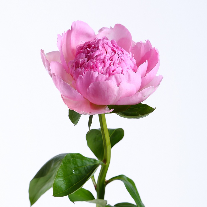 Півонія яскраво-рожева