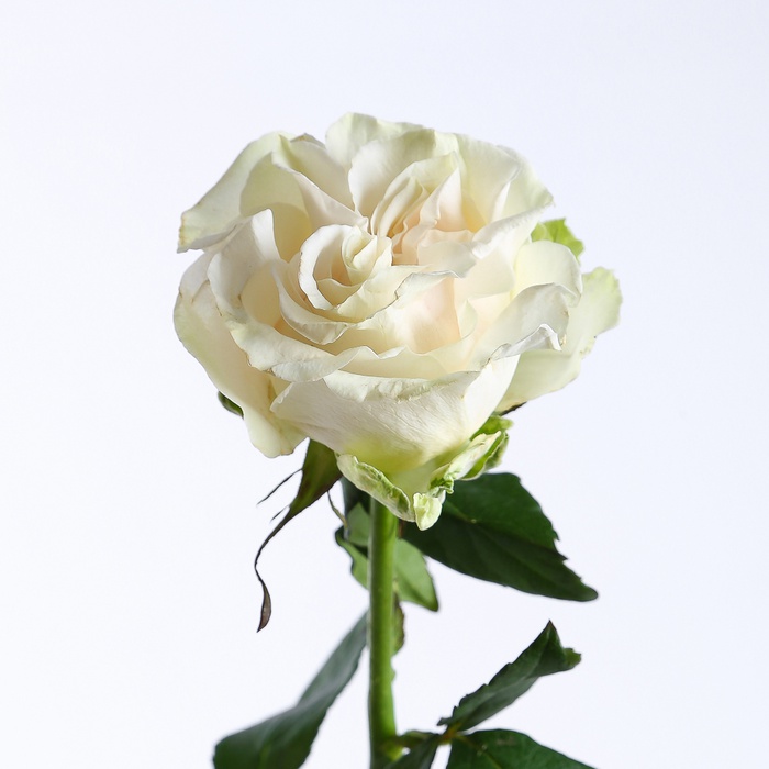 Троянда Коттон Експрешн