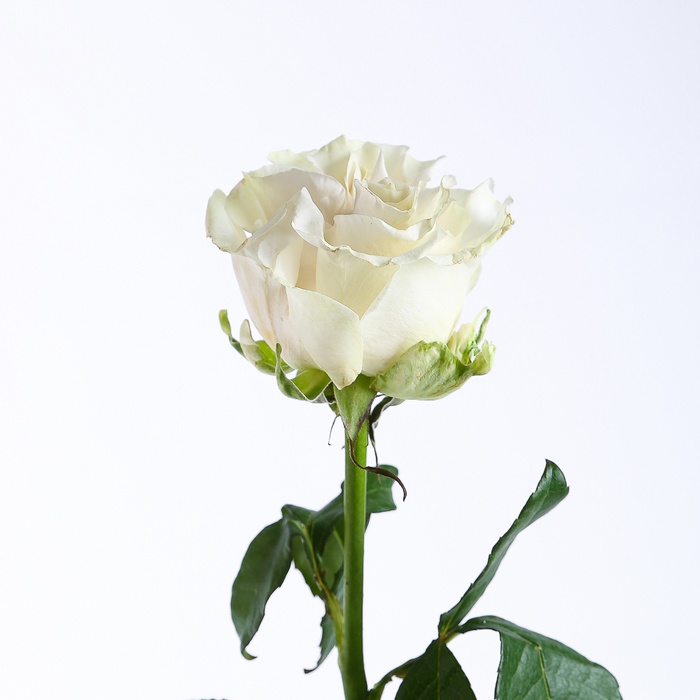 Троянда Коттон Експрешн