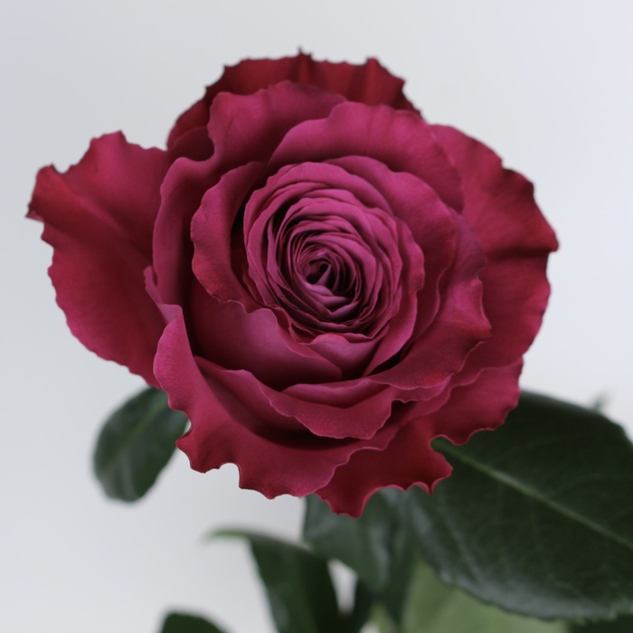 Роза Прешес Моментс