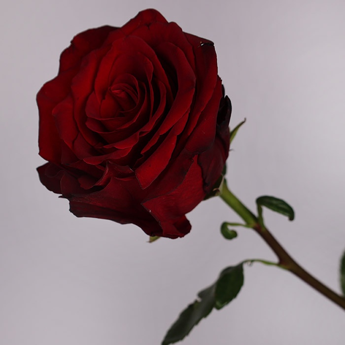 Троянда Експлорер, 100 см