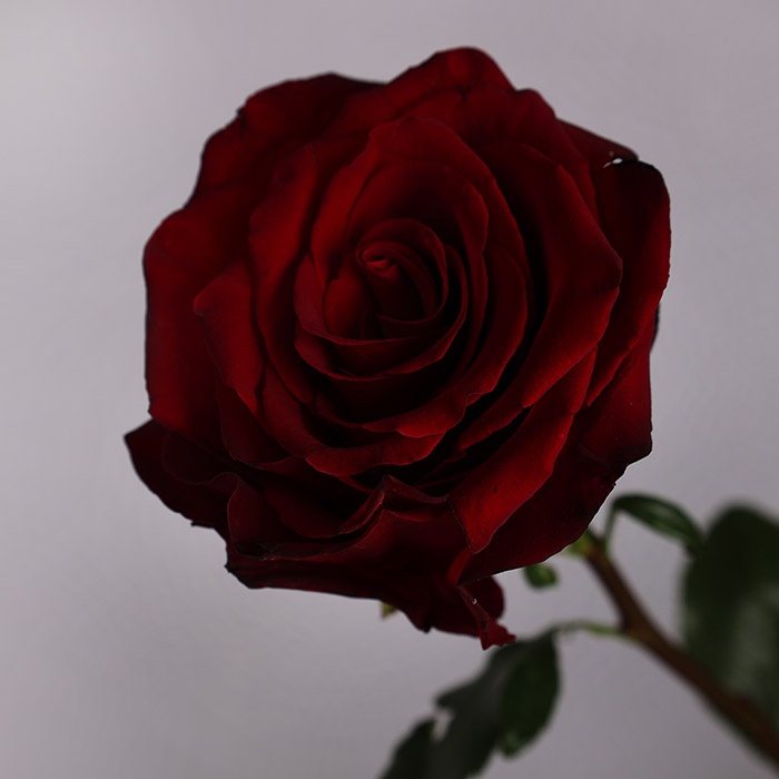 Троянда Експлорер, 100 см