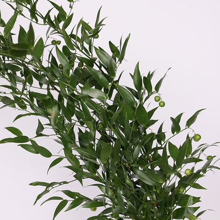 Рускус італьяно