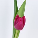 Тюльпан малиновый