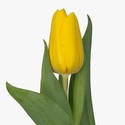 Тюльпан жовтий