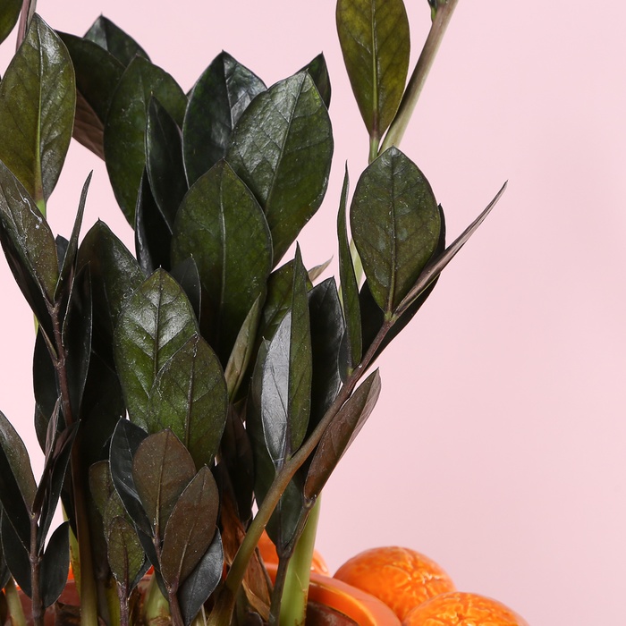 Подарунковий набір з рослинами та свічками "Насолода моментом"