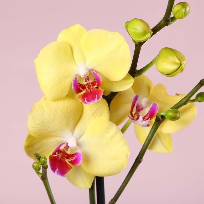 Подарочный сет "Милый дуэт"