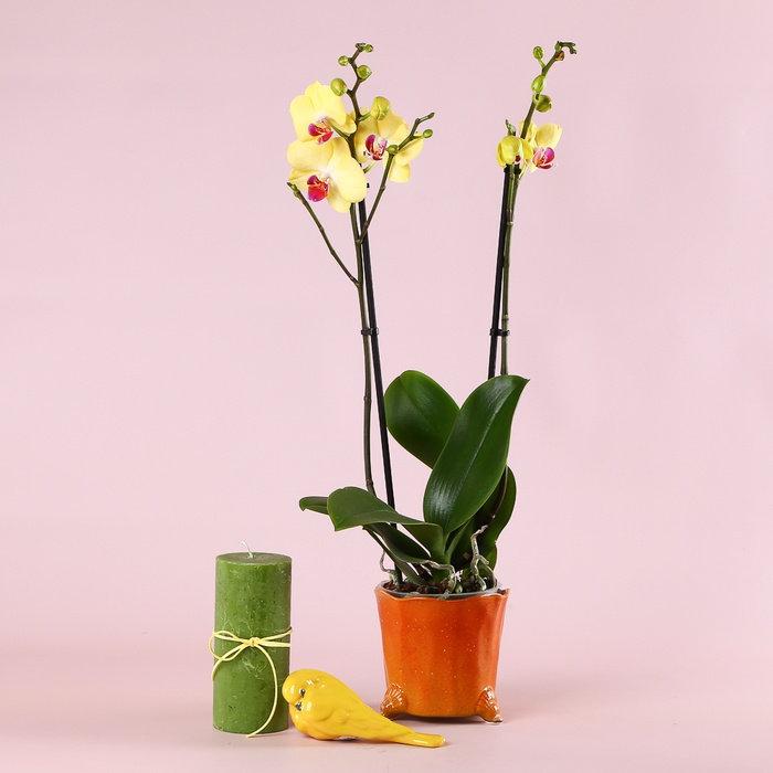 Подарунковий сет "Світло ніжних обіймів"