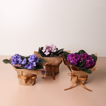 Фіалка в горшку, М