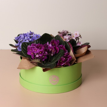 Фіалка в горшку, L