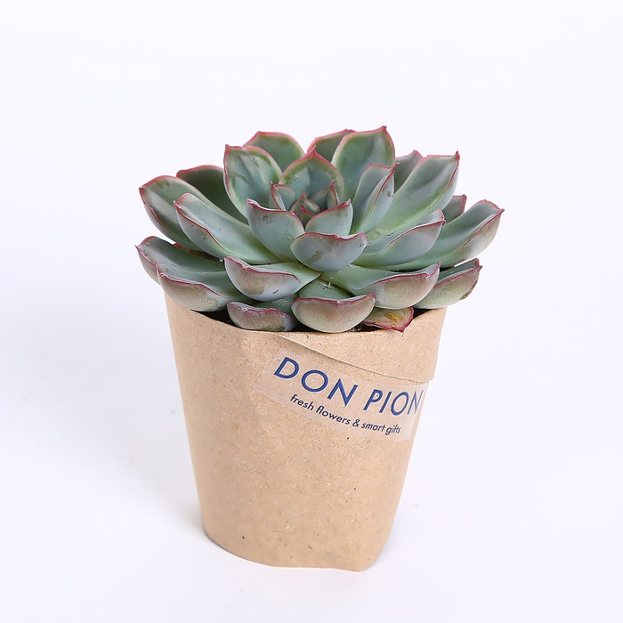 Ечіверія в горшку, S