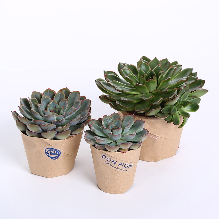 Ечіверія в горшку, S