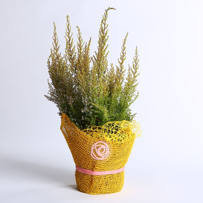 Эрика в горшке