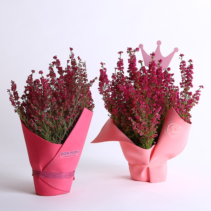 Еріка рожева в горшку