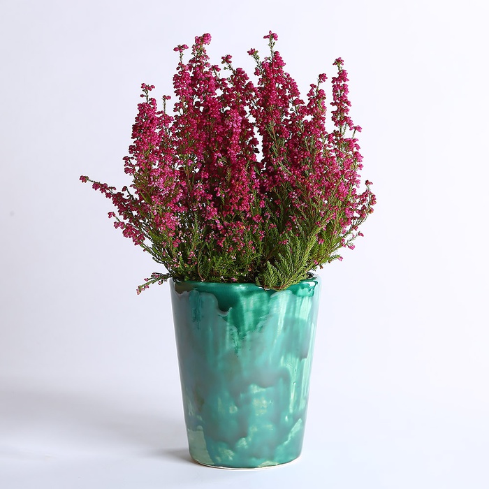 Еріка рожева в горшку