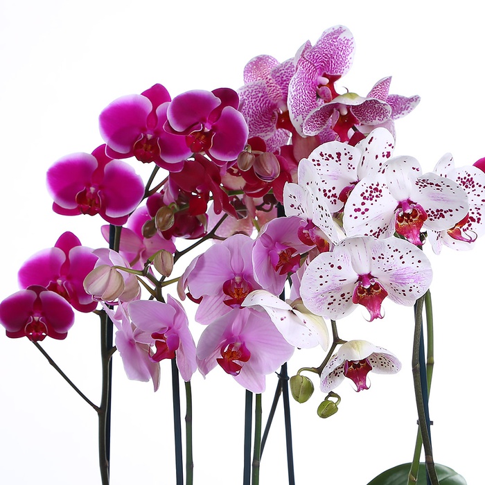 Орхидея Фаленопсис микс в горшке