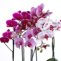 Орхидея Фаленопсис микс в горшке