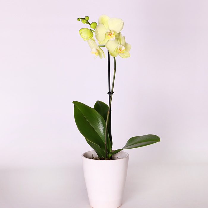 Орхидея Фаленопсис микс в горшке