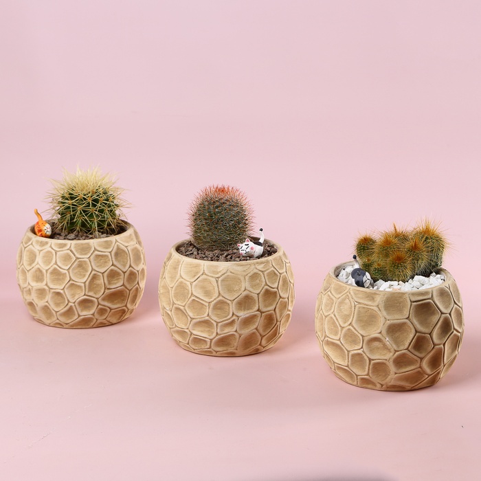 Кактус в кашпо мікс