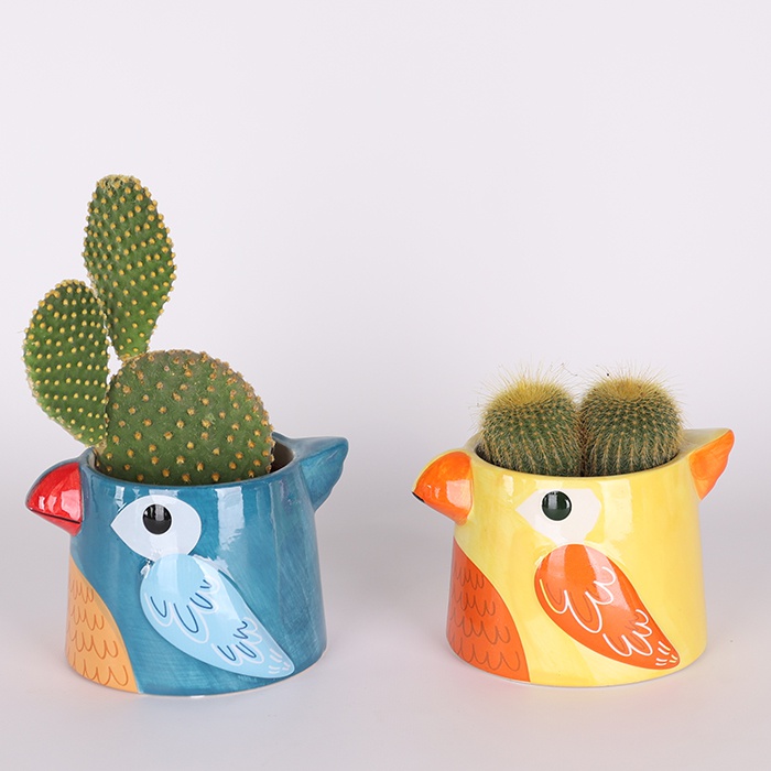 Кактус в кашпо мікс