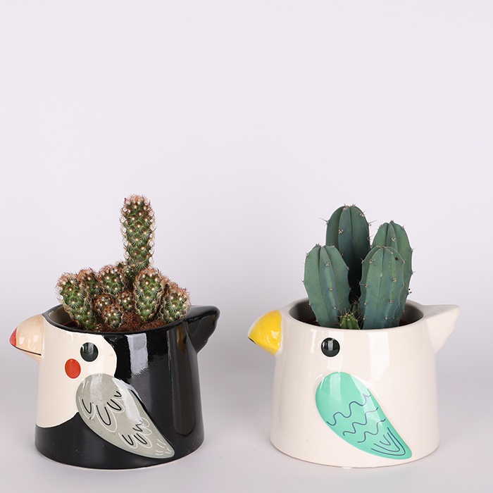 Кактус в кашпо мікс