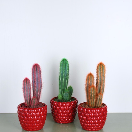 Кактус веселка в горщику, мікс