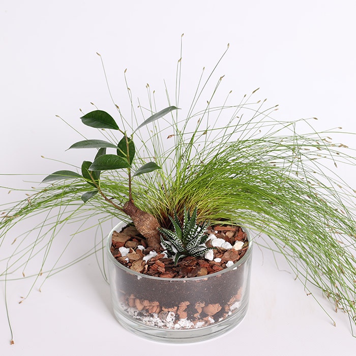 Высадка в стеклянной вазе