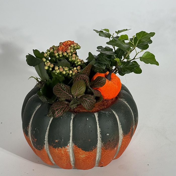 Висадка у кашпо "Затишок осені"