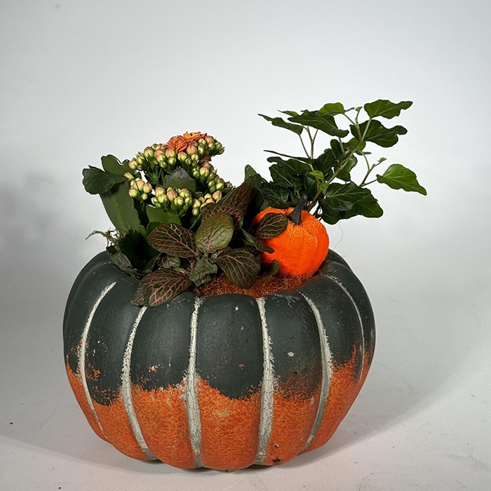 Висадка у кашпо "Затишок осені"