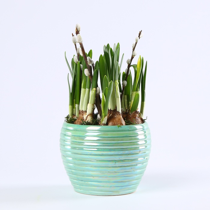 Композиція з нарцисів в кашпо