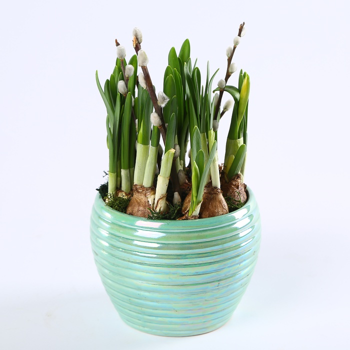 Композиція з нарцисів в кашпо