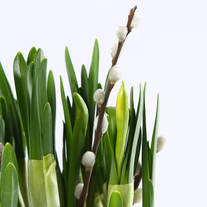 Композиція з нарцисів в кашпо