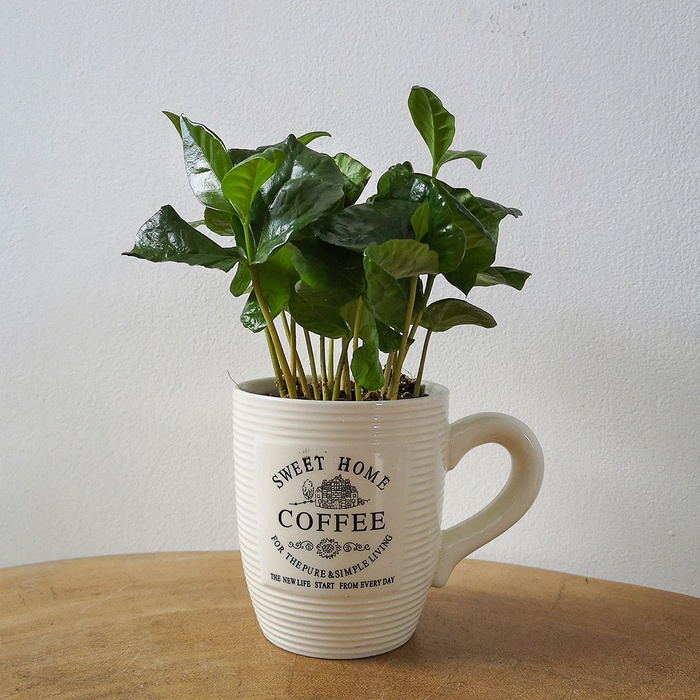 Кофе арабика в чашке