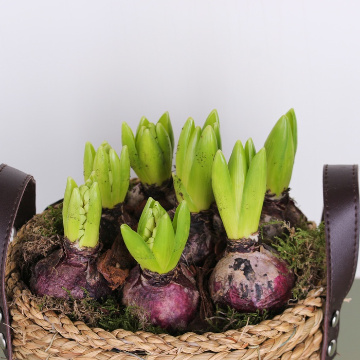 Композиція з гіацинтів в кошику