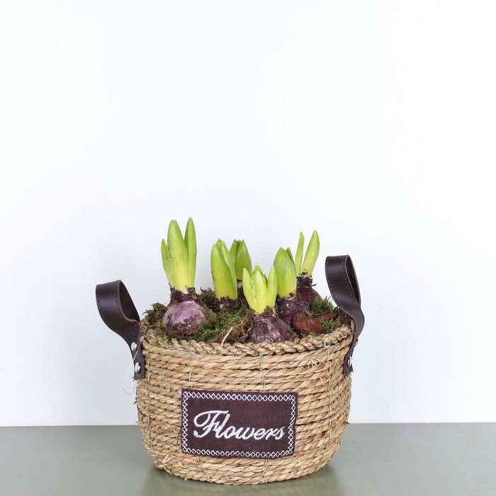 Композиція з гіацинтів в кошику